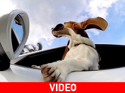 O σκύλος και η Porsche