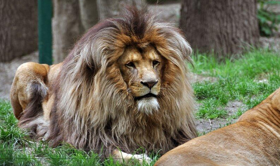 Ο βασιλιάς των ζώων