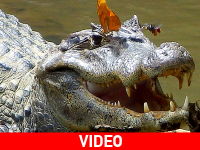 Έντομα πίνουν τα δάκρυα ενός κροκόδειλου