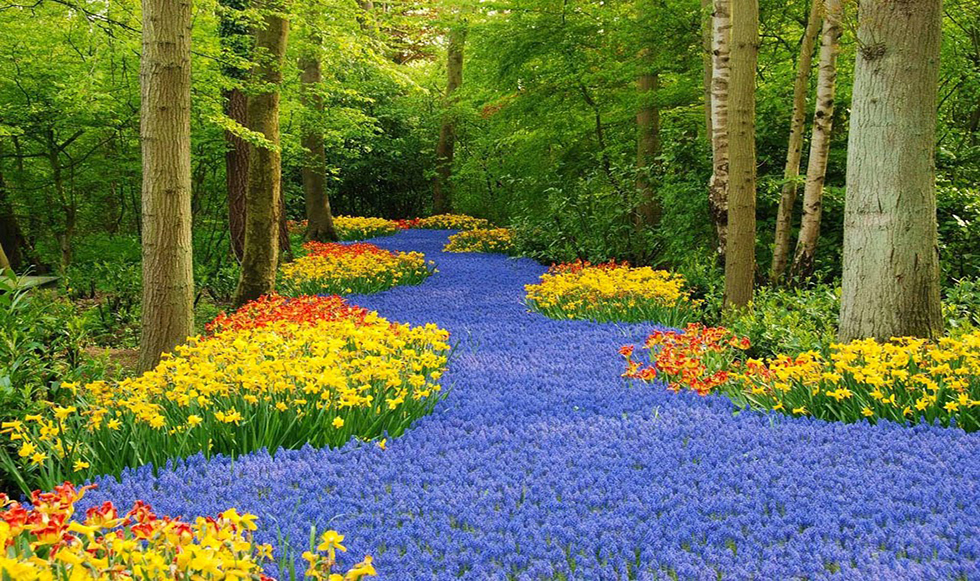 Χρωματιστός κήπος λουλουδιών