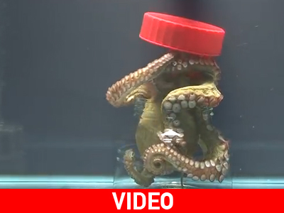 Χταπόδι ξεβιδώνει βάζο