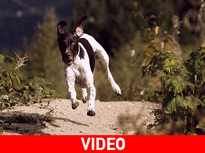 Κάνει ποδήλατο και η σκυλίτσα την ακολουθεί!