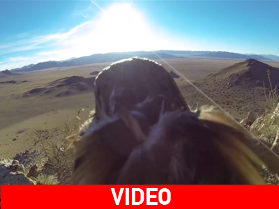 H οπτική γωνία ενός αετού