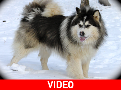 Αlaskan Malamute προστάτης βρέφους