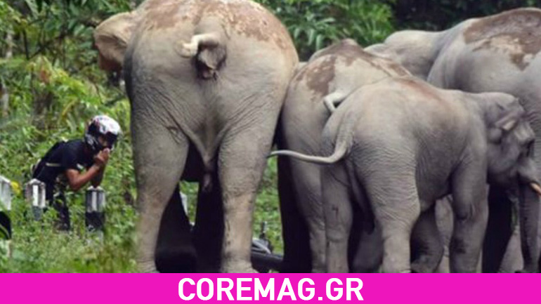 Video: Ελέφαντες επιτίθενται σε μοτοσικλετιστή