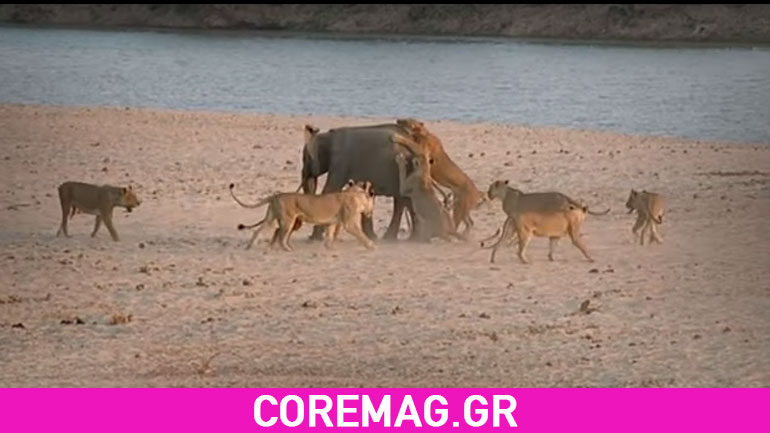 Ελέφαντας παλεύει με αγέλη λιονταριών Ελέφαντας παλεύει με αγέλη λιονταριών