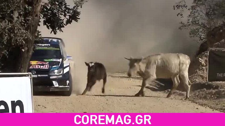 Polo WRC εναντίον αγελάδων Polo WRC εναντίον αγελάδων