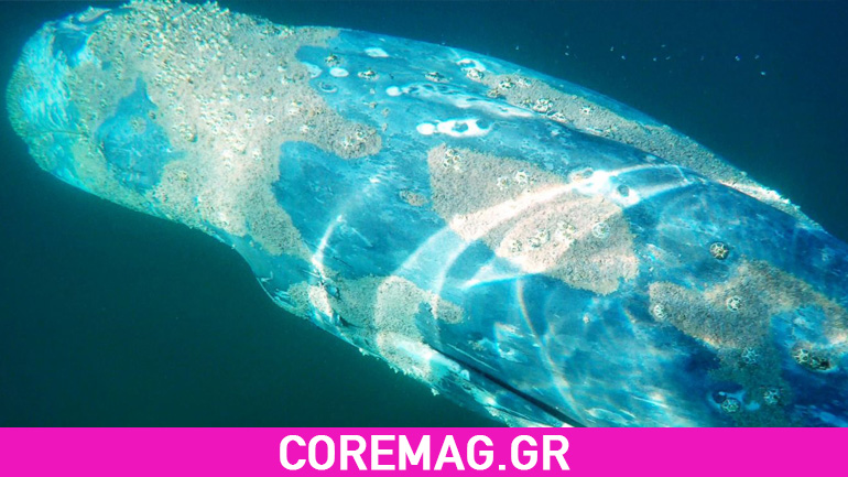 Video: Surfer συνάντησε γκρίζα φάλαινα
