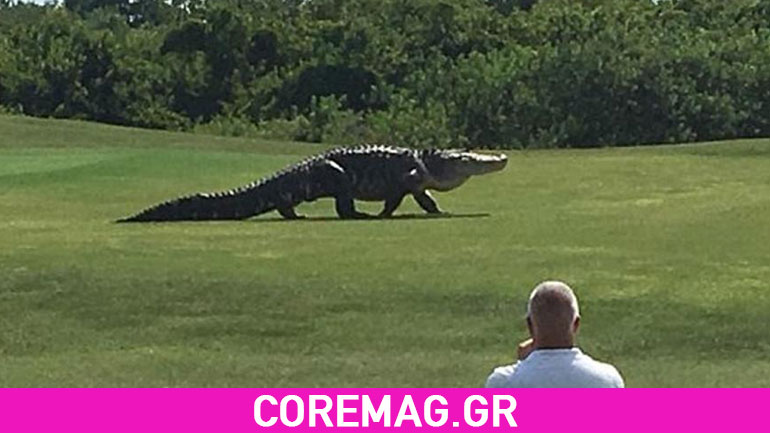 Video:Τεράστιος αλιγάτορας βολτάρει σε γήπεδο του γκολφ