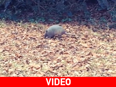 Αρμαντίλλο χορεύει moonwalk