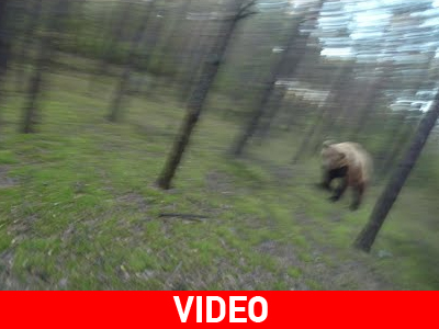 Αρκούδα παίρνει στο κυνήγι έναν ποδηλάτη