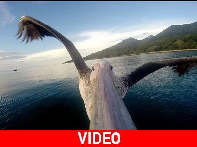 Mini Camera στο ράμφος ενός πελεκάνου