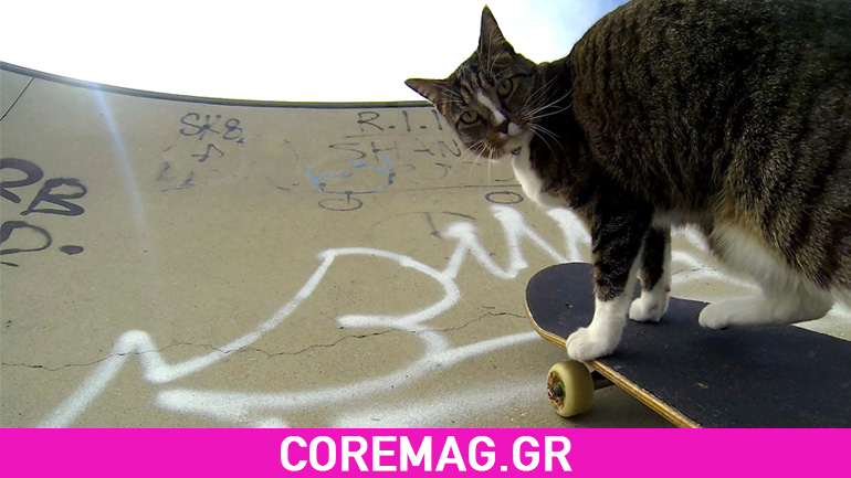 Γάτος κάνει skate