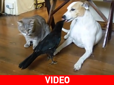 Πτηνό… ταΐζει μία γάτα και έναν σκύλο!
