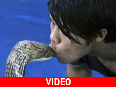 Συγκλονιστικό: άνδρας φιλάει βασιλική κόμπρα