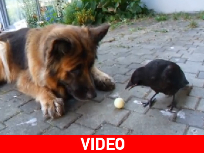 Κοράκι και σκύλος παίζουν μπάλα