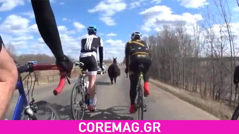 Λάμα ακολουθεί γκρουπ με ποδηλάτες