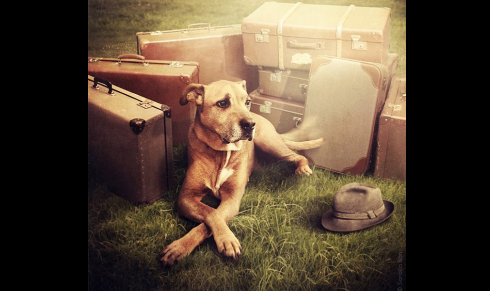 Σκύλοι αναζητούν κηδεμόνες