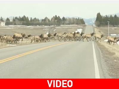Ελάφι μένει πίσω και… το κοπάδι περιμένει