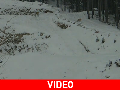 Το πιο τυχερό ελάφι