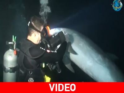 Δελφίνι ζητάει τη βοήθεια ενός δύτη