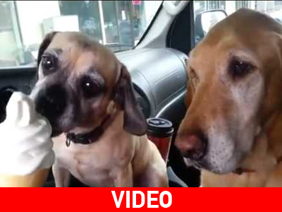 Δύο σκύλοι λατρεύουν τη γεύση ενός παγωτού