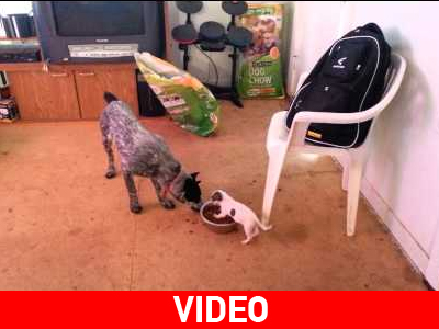 Κουτάβι… αρχηγός της αγέλης!