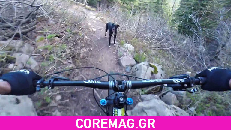 Σκύλος για παγκόσμιο Σκύλος για παγκόσμιο