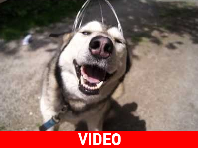 Σκύλος απολαμβάνει μασάζ