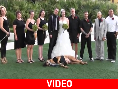 Αυτό συμβαίνει όταν συμμετέχει ο σκύλος στη γαμήλια φωτογραφία