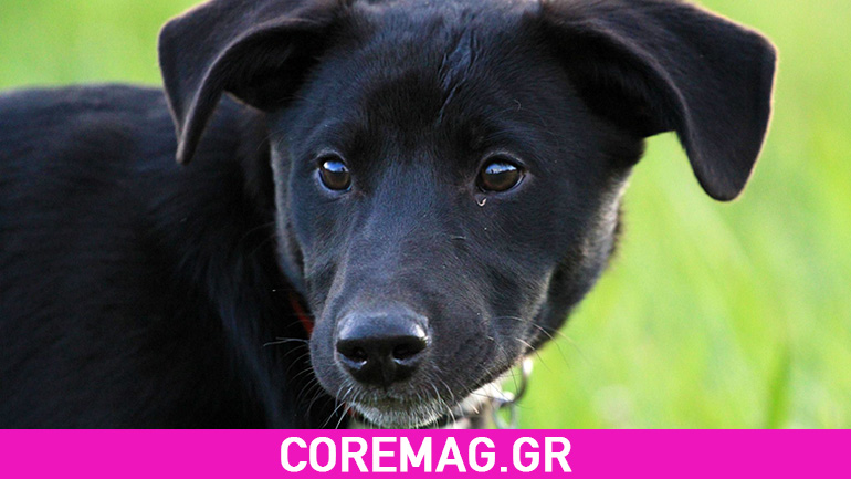 Σκύλος πιο γρήγορος από ποδήλατο