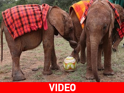 Eλεφαντάκια παίζουν μπάλα!