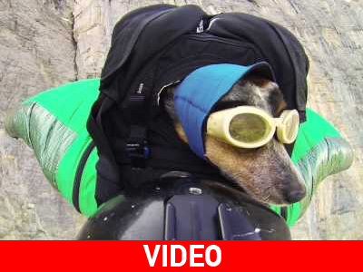 Ο πρώτος σκύλος που κάνει ελεύθερη πτώση