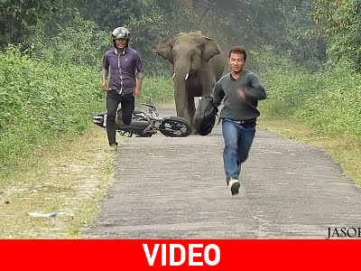 Ελέφαντας κυνηγά μοτοσικλετιστές
