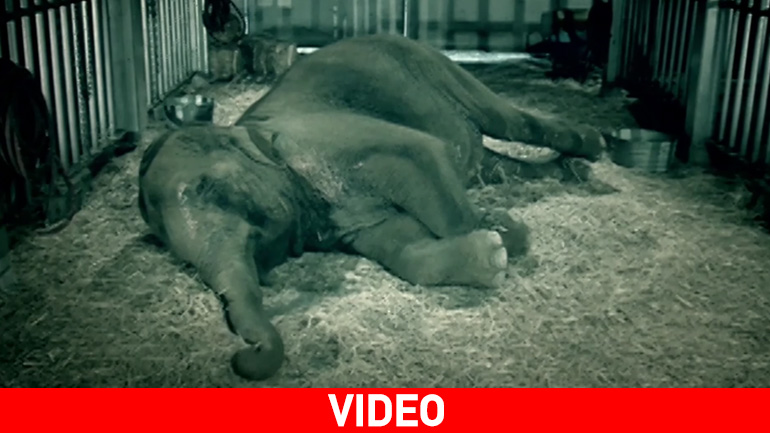 Το τελευταίο σόου της Tyke