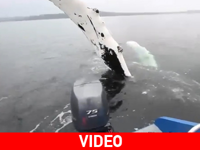 Φάλαινα χαιρετάει ψαράδες