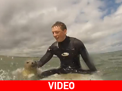 Φώκια κάνει surf!