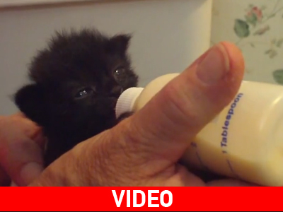 Ο πεινασμένος γατούλης