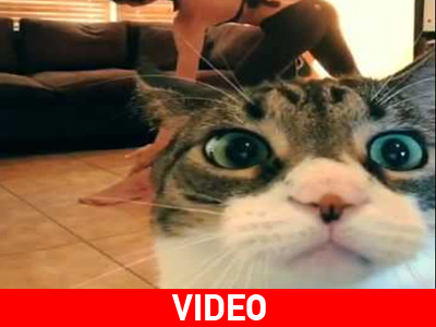 Ένας αδιάκριτος γάτος