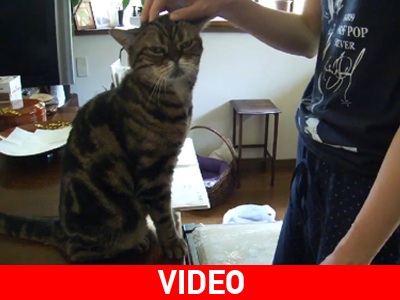 Ένας απαιτητικός γάτος