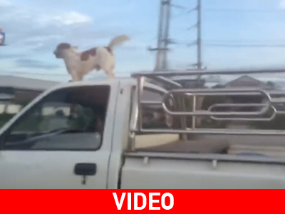 Σκύλος κάθεται στην οροφή αυτοκινήτου… εν κινήσει!