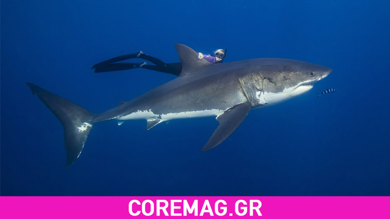 Κολυμπώντας με μεγάλους λευκούς καρχαρίες