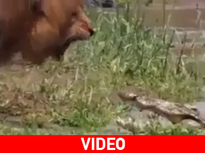 Είναι γεγονός πως είναι ο βασιλιάς της ζούγκλας