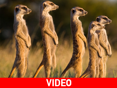 Απίστευτες οι σουρικάτες