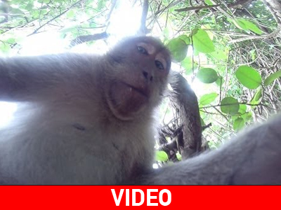 Μαϊμού έκλεψε φωτογραφική μηχανή