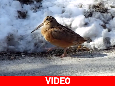 Η μπεκάτσα που χορεύει