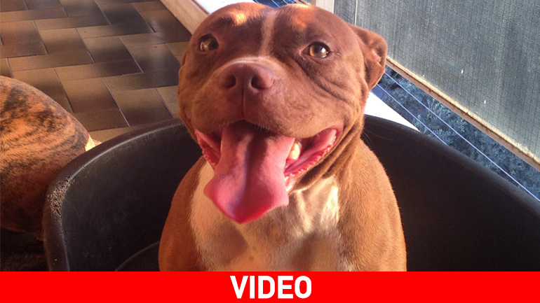 Το pitbull που μιλάει