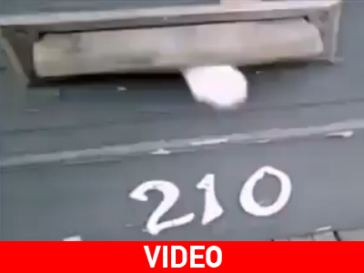 Tαχυδρόμος «παλεύει» με γάτα