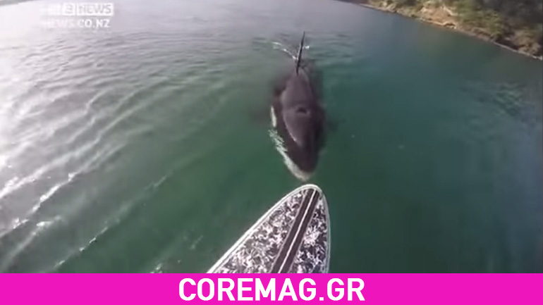 Πως θα αντιδρούσατε αν βλέπατε μία φάλαινα όρκα δίπλα σας;