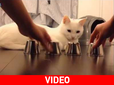 Γάτα παίζει το παιχνίδι «εδώ παπάς, εκεί παπάς»